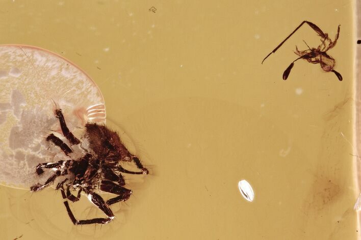 Fossil Pseudoscorpion and Spider in Baltic Amber #300702